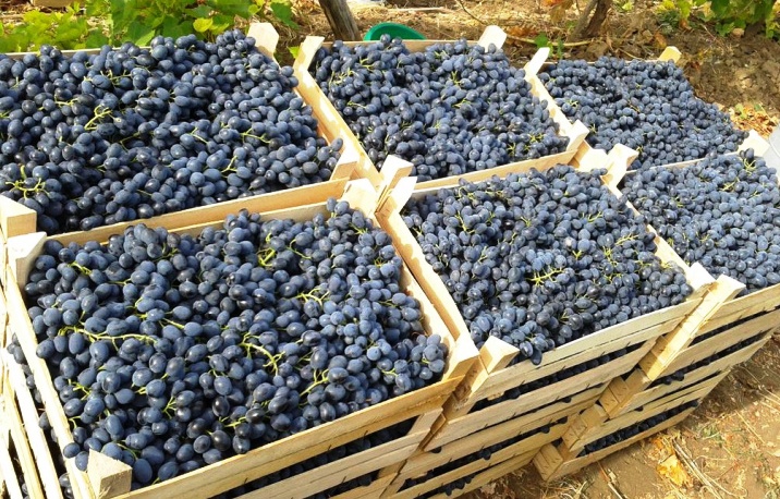 Узбекистан в этом году намерен добиться небывалого роста урожая винограда